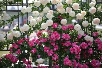 Фото бордюрных роз в саду: изображение высокого разрешения jpg