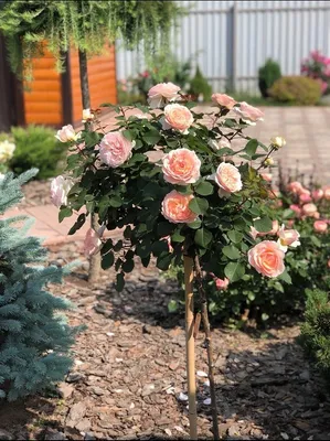 Розы в саду: красивое фото jpg