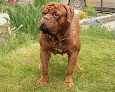 Бордоский дог: величественная собака на фото