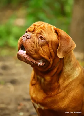 Фото собаки породы Бордоский дог для вашего проекта