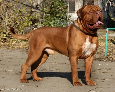 Собака породы Бордоский дог: красивое фото