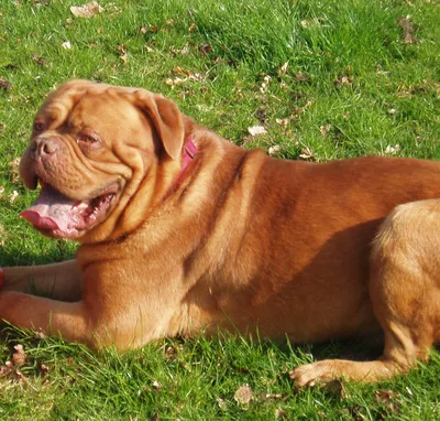 Собака породы Бордоский дог на фото в парке