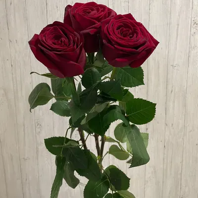 Бордовые розы букет фотографии
