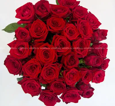 Фотка бордовых роз в букете - размеры по выбору