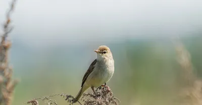 Бормотушка птица: Скачать фотографию с яркими красками