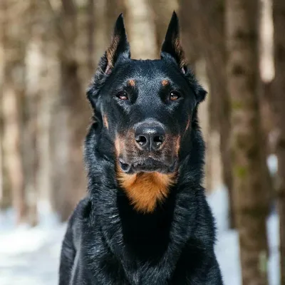 Босерон: красивые фото собаки