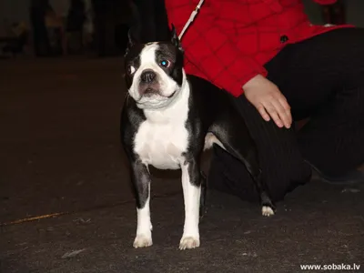 Фото бостон-терьеров, которые станут отличным подарком для любителей собак