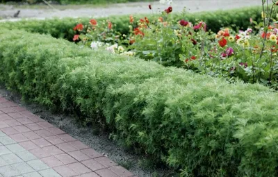 Возрождение природы на фото – Божье дерево