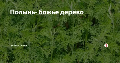 HD изображение Божьего дерева для скачивания