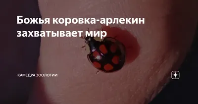 Искусство фотографии: Божья коровка арлекин в объективе