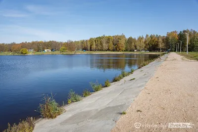 Уникальные фото Божьей коровки в строительной каске