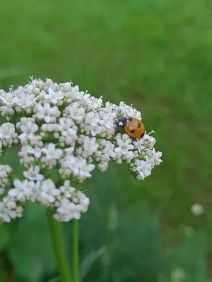 Божья коровка на цветке: удивительные моменты в макрофотографии