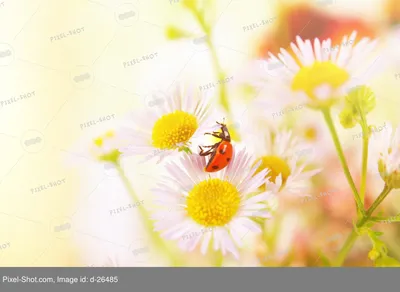 Фотография божьей коровки на цветке: удивительное сочетание цветов