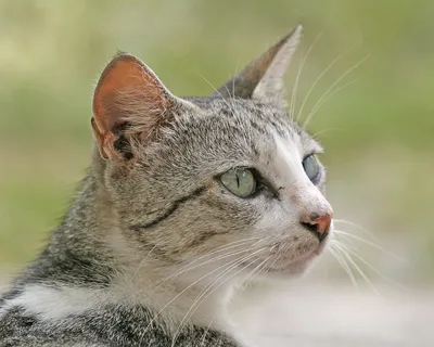 Бразильская короткошёрстная кошка: фото в высоком разрешении