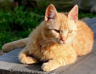 Бразильская короткошёрстная кошка: фото в игривых позах