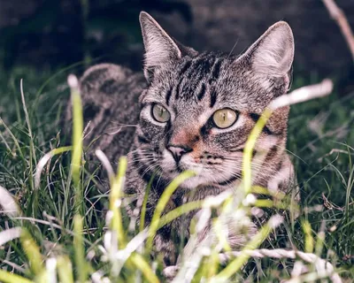 Фотографии бразильской короткошёрстной кошки: откройте для себя её уникальный характер