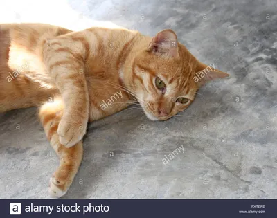 Бразильская короткошёрстная кошка: изображения в высоком качестве для вашего блога
