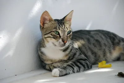 Фото бразильской короткошёрстной кошки: выберите размер, который подходит вам