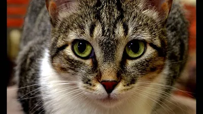 Бразильская короткошёрстная кошка: красивые изображения для вашего домашнего альбома