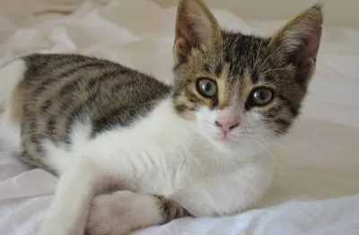 Узнайте больше о бразильской короткошёрстной кошке: фото и описание