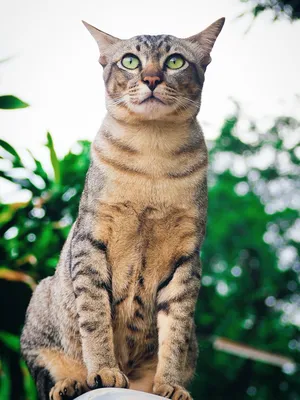 Фотографии бразильской короткошёрстной кошки: найдите своего идеального питомца