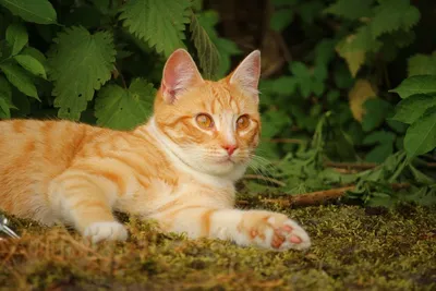 Бразильская короткошёрстная кошка: фото с её любимыми игрушками