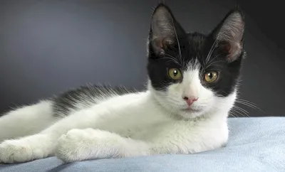 Бразильская короткошёрстная кошка: красота в каждом пикселе