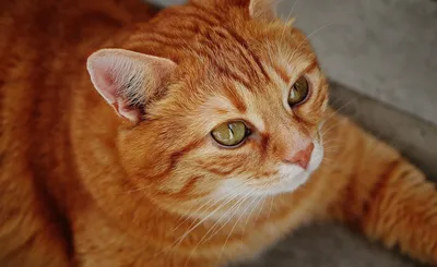 Портрет бразильской короткошёрстной кошки: выбери свой формат