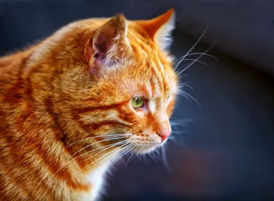Фото бразильской короткошёрстной кошки в высоком разрешении