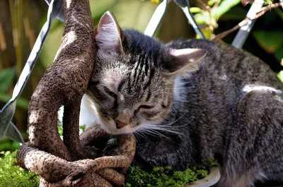 Изображение бразильской короткошёрстной кошки: загрузи в любом формате