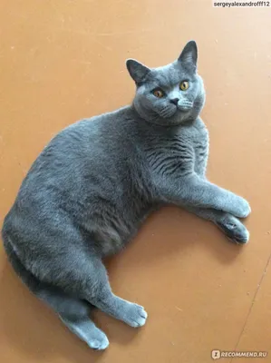 Картинка бразильской короткошёрстной кошки: качество на высоте