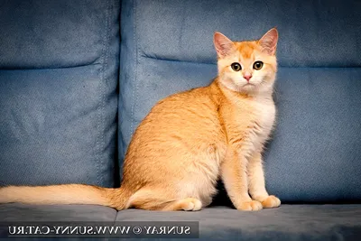 Бразильская короткошёрстная кошка на фотографии: выбери любой формат
