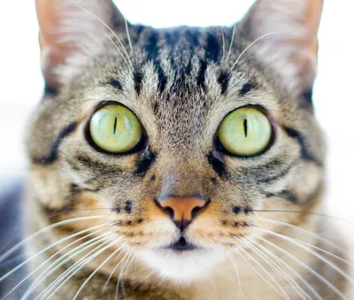 Бразильская короткошёрстная кошка в формате PNG: скачивай без потерь