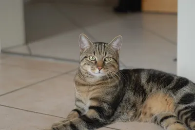 Бразильская короткошёрстная кошка: изображения для скачивания в формате JPG