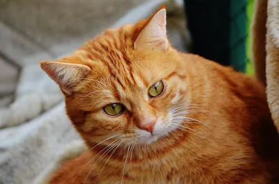 Бразильская короткошёрстная кошка на изображении: скачивай в HD