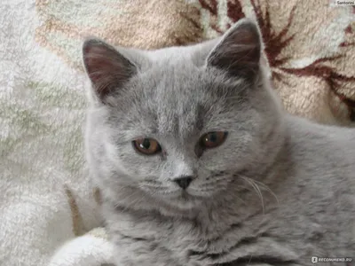 Фотография бразильской короткошёрстной кошки: доступна во всех форматах