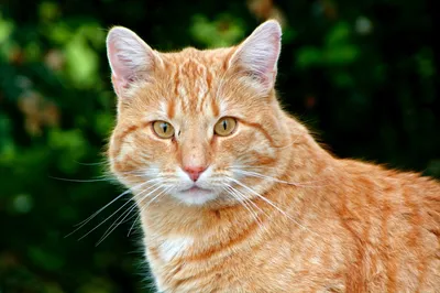 Фото бразильской короткошёрстной кошки: создавай уникальные открытки