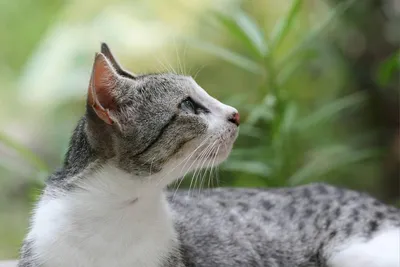 Изображение бразильской короткошёрстной кошки: выбери нужный размер
