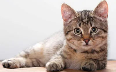 Фотографии бразильских короткошёрстных кошек: выберите свой любимый формат