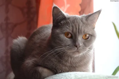 Бразильская короткошёрстная кошка на фотографии: качество на высоте