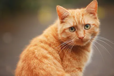 Фото Бразильской короткошерстной кошки в формате JPG