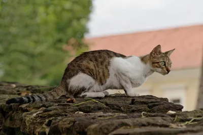 Изображение Бразильской короткошерстной кошки в высоком разрешении