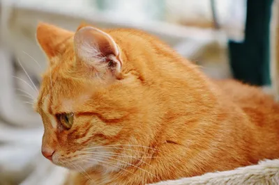 Фото Бразильской короткошерстной кошки в WebP формате