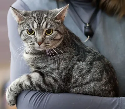 Картинка Бразильской короткошерстной кошки с красивой шерстью