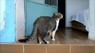 Фото Бразильской короткошерстной кошки на природном фоне