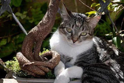 Фотография Бразильской короткошерстной кошки с серыми глазами