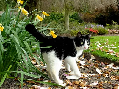 Фото Бразильской короткошерстной кошки в формате высокого качества