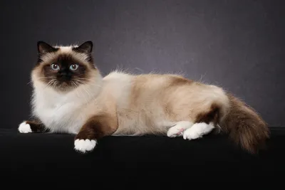 Фотография Бразильской короткошерстной кошки в лучшем качестве
