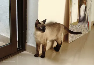 Фото Бразильской короткошерстной кошки с рыжей шерстью