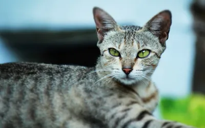 Фото Бразильской короткошерстной кошки в формате для печати